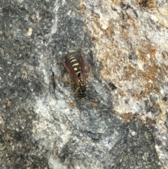 Polistes (Polistes) chinensis (Asian paper wasp) at Kenny, ACT - 8 May 2024 by lbradley