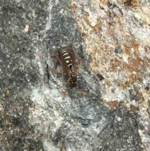 Polistes (Polistes) chinensis (Asian paper wasp) at Kenny, ACT by lbradley