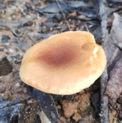 Phylloporus sp. (Phylloporus sp.) at Bodalla, NSW - 7 May 2024 by Teresa