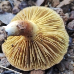 Phylloporus sp. at Bodalla, NSW - 8 May 2024