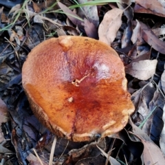 Unidentified Bolete - Fleshy texture, stem central (more-or-less) at Bodalla, NSW - 7 May 2024 by Teresa