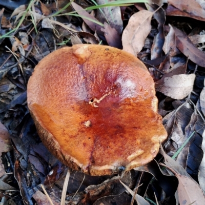 Unidentified Bolete - Fleshy texture, stem central (more-or-less) at Bodalla, NSW - 7 May 2024 by Teresa