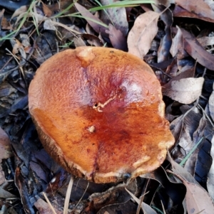 Unidentified Fungus at Bodalla, NSW by Teresa