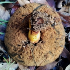 Boletales at Bodalla, NSW - 8 May 2024 09:55 AM