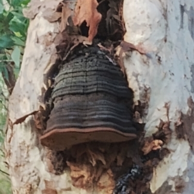 Phellinus sp. (Phellinus sp.) at Bodalla State Forest - 7 May 2024 by Teresa