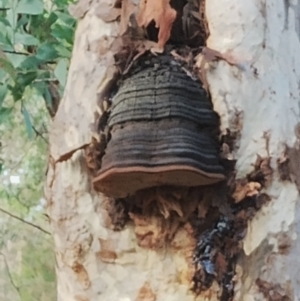 Phellinus sp. at Bodalla State Forest - 8 May 2024