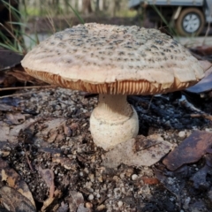 Amanita ochrophylla group at Bodalla, NSW - 8 May 2024 by Teresa