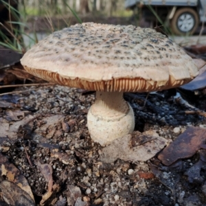 Amanita ochrophylla group at Bodalla, NSW - 8 May 2024