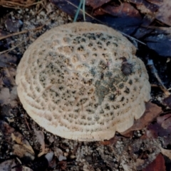 Amanita ochrophylla group at Bodalla, NSW - 8 May 2024