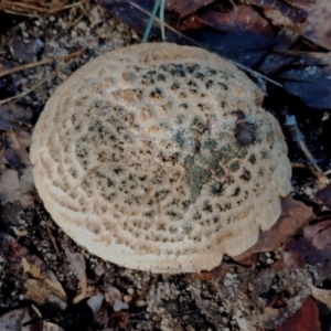 Amanita ochrophylla group at Bodalla, NSW - 8 May 2024