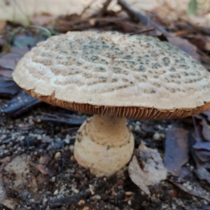 Amanita ochrophylla group at Bodalla, NSW - 8 May 2024