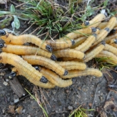 Perginae sp. (subfamily) (Unidentified pergine sawfly) at Boro - 6 May 2024 by Paul4K