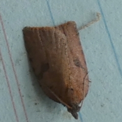 Meritastis polygraphana (Mottled Bell Moth) at Borough, NSW - 6 May 2024 by Paul4K