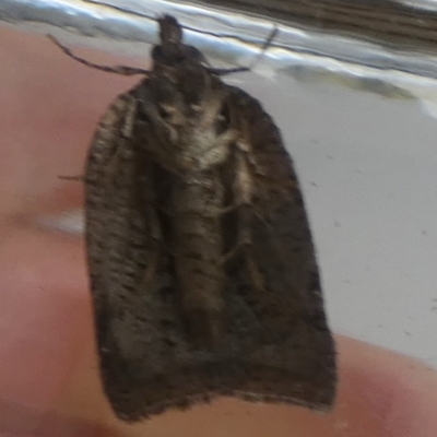 Meritastis (genus) (A Bell moth (Tortricinae)) at Boro - 7 May 2024 by Paul4K