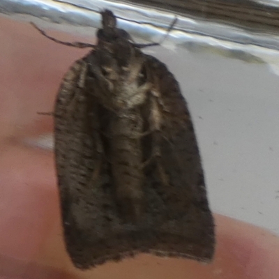 Unidentified Pyralid or Snout Moth (Pyralidae & Crambidae) at QPRC LGA - 6 May 2024 by Paul4K