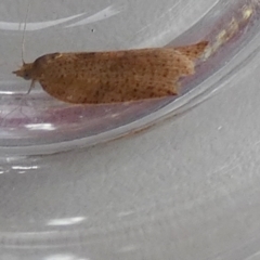 Unidentified Pyralid or Snout Moth (Pyralidae & Crambidae) at QPRC LGA - 7 May 2024 by Paul4K