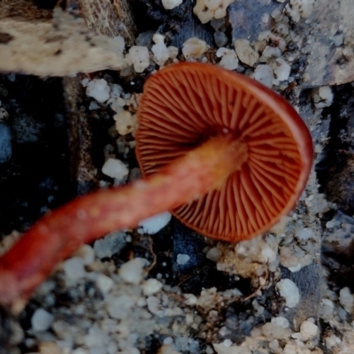 Unidentified Cap on a stem; gills below cap [mushrooms or mushroom-like] at Bodalla, NSW - 8 May 2024 by Teresa