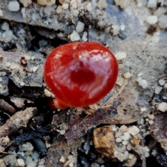 Cortinarius sp. at Bodalla, NSW - 8 May 2024 10:00 AM