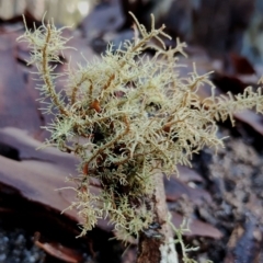 Usnea sp. (genus) at Bodalla, NSW - 8 May 2024 by Teresa