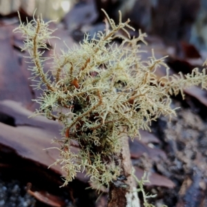 Usnea sp. (genus) at Bodalla, NSW - 8 May 2024