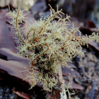 Usnea sp. (genus) (Bearded lichen) at Bodalla, NSW - 8 May 2024 by Teresa