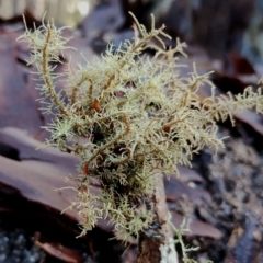 Unidentified Lichen at Bodalla, NSW - 8 May 2024 by Teresa
