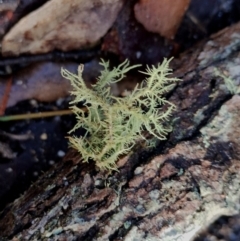 Usnea sp. (genus) at Bodalla, NSW - 8 May 2024 10:05 AM