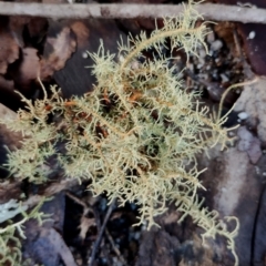 Usnea sp. (genus) at Bodalla, NSW - 8 May 2024