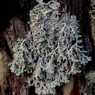 Unidentified Lichen, Moss or other Bryophyte at Bodalla, NSW - 8 May 2024 by Teresa