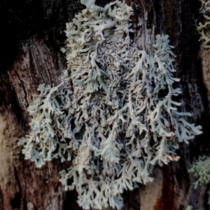 Unidentified Lichen, Moss or other Bryophyte at Bodalla, NSW by Teresa