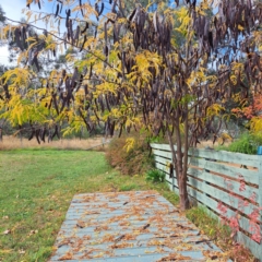 Gleditsia triacanthos (Honey Locust, Thorny Locust) at Hackett, ACT - 8 May 2024 by abread111