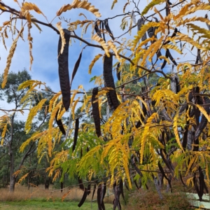 Gleditsia triacanthos at Hackett, ACT - 8 May 2024