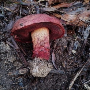 Unidentified Bolete - Fleshy texture, stem central (more-or-less) at suppressed by Teresa