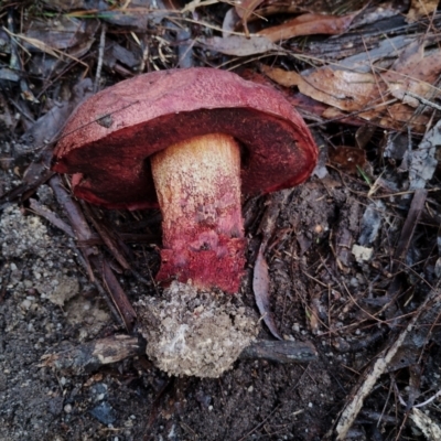 Unidentified Bolete - Fleshy texture, stem central (more-or-less) at Bodalla, NSW - 8 May 2024 by Teresa