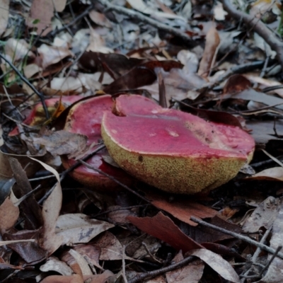 Unidentified Bolete - Fleshy texture, stem central (more-or-less) at Bodalla, NSW - 8 May 2024 by Teresa