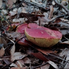 Unidentified Bolete - Fleshy texture, stem central (more-or-less) at Bodalla, NSW - 8 May 2024 by Teresa