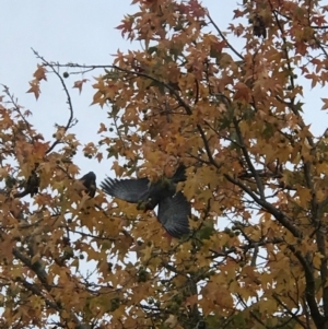 Callocephalon fimbriatum at Hackett, ACT - 8 May 2024