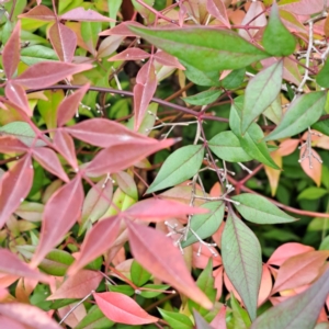 Nandina domestica at Hackett, ACT - 8 May 2024 10:46 AM