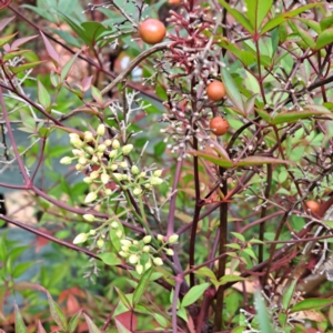 Nandina domestica at Hackett, ACT - 8 May 2024 10:46 AM