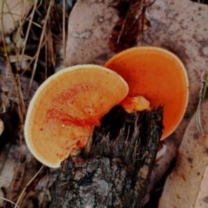 Trametes coccinea at Bodalla, NSW - 8 May 2024 10:40 AM