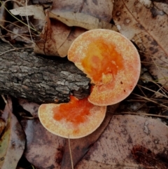 Trametes coccinea at Bodalla, NSW - 8 May 2024 10:40 AM