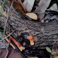 Trametes coccinea at Bodalla, NSW - 8 May 2024 10:40 AM