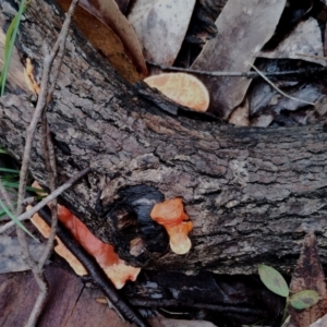 Trametes coccinea at Bodalla, NSW - 8 May 2024