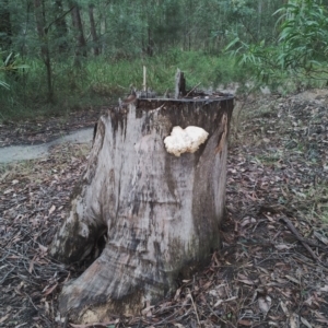 Piptoporus australiensis at Bodalla, NSW - 8 May 2024