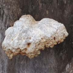 Piptoporus australiensis at Bodalla, NSW - 8 May 2024