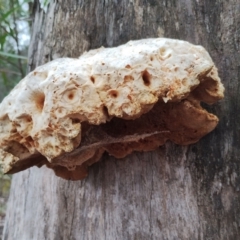 Piptoporus australiensis at Bodalla, NSW - 8 May 2024