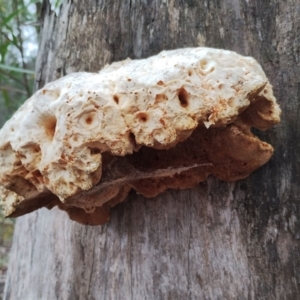 Piptoporus australiensis at Bodalla, NSW - 8 May 2024