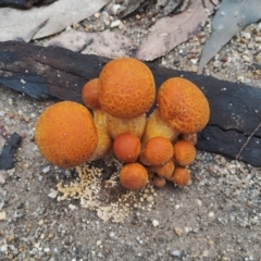 Gymnopilus junonius (Spectacular Rustgill) at Bodalla, NSW - 8 May 2024 by Teresa