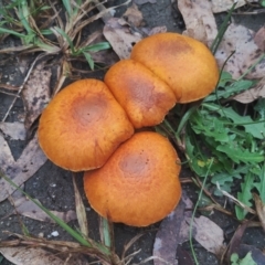 Gymnopilus junonius at Bodalla, NSW - 8 May 2024 11:01 AM