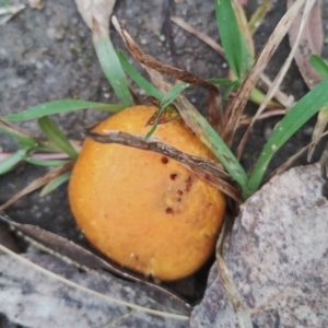 Gymnopilus junonius at Bodalla, NSW - 8 May 2024